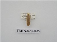 藏品(黃緣苔蛾)的圖片